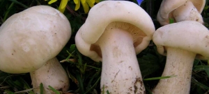 Setas de Primaavera Comestibles