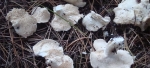 Hydnum albidum