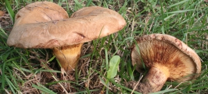 Paxillus Involutus