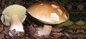 Boletus Edulis