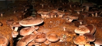 Shiitake