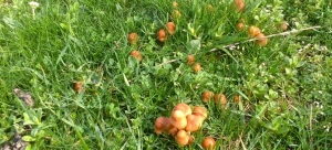 Marasmius Oreades