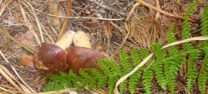 Xerocomus Badius