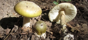 El mundo de los hongos - Setas venenosas