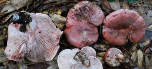 Hygrophorus Russula