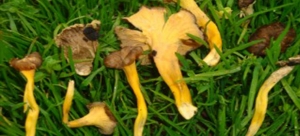 Craterellus lutenscens