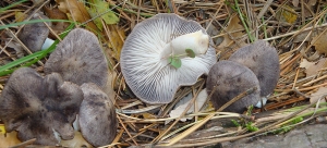 Tricholoma Terreum