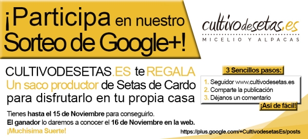 Sorteo Google + Saco productor de Setas de Cardo